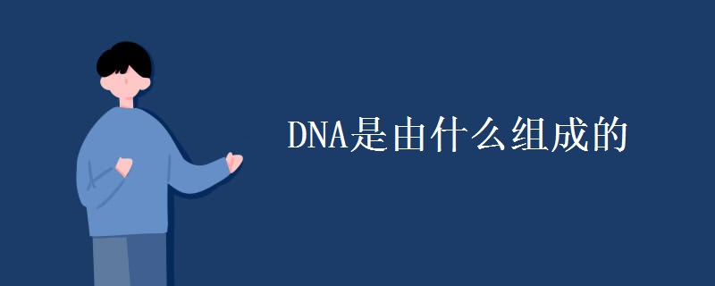 DNA是由什么组成的