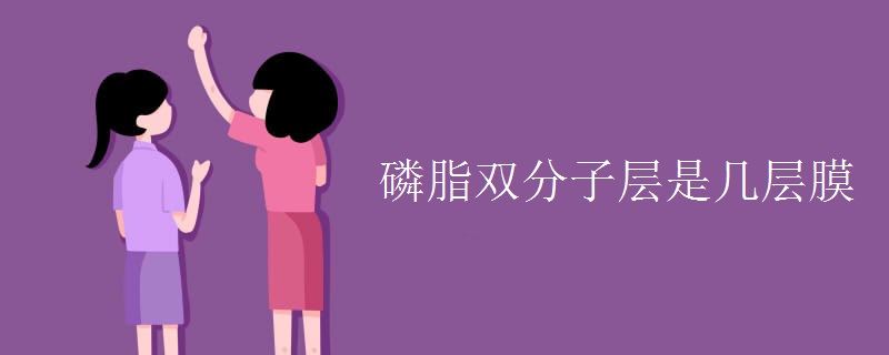 磷脂双分子层是几层膜