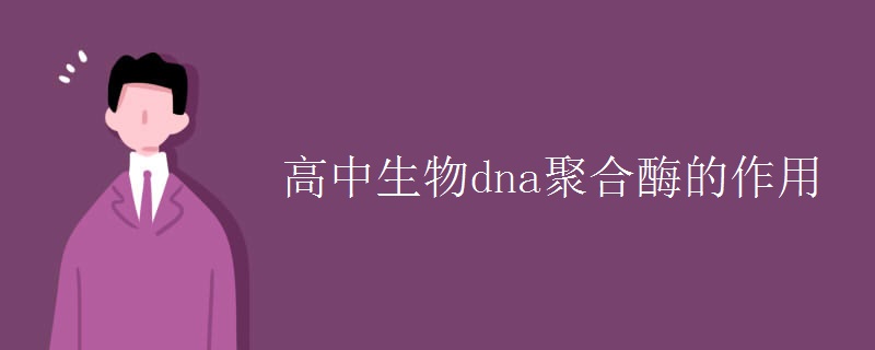 高中生物dna聚合酶的作用 高中生物dna聚合酶的作用
