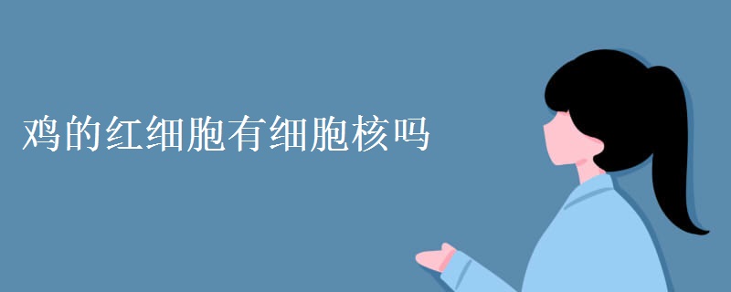 鸡的红细胞有细胞核吗