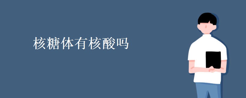 核糖体有核酸吗
