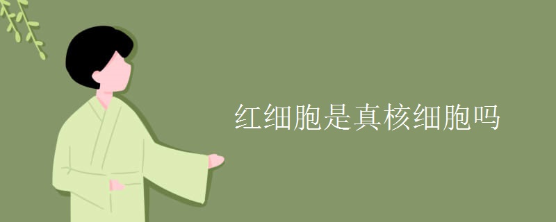 红细胞是真核细胞吗
