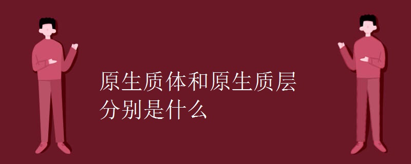原生质体和原生质层分别是什么
