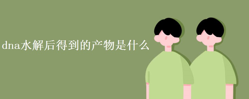 dna水解后得到的产物是什么