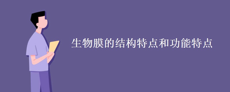 生物膜的结构特点和功能特点 生物膜的结构特点和功能特点