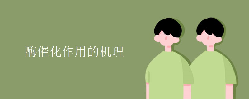 酶催化作用的机理