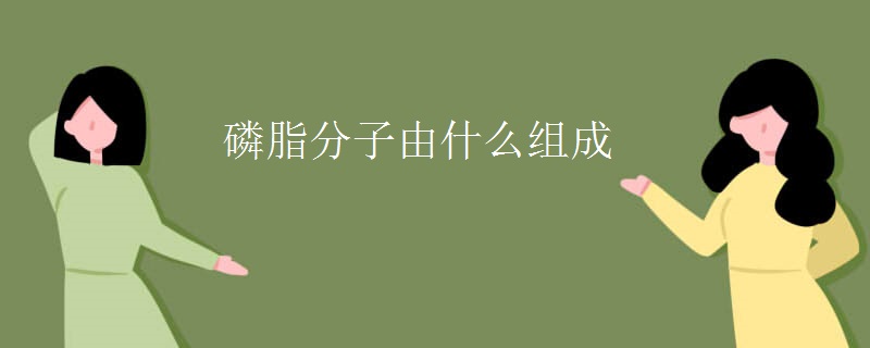 磷脂分子由什么组成 磷脂分子由什么组成