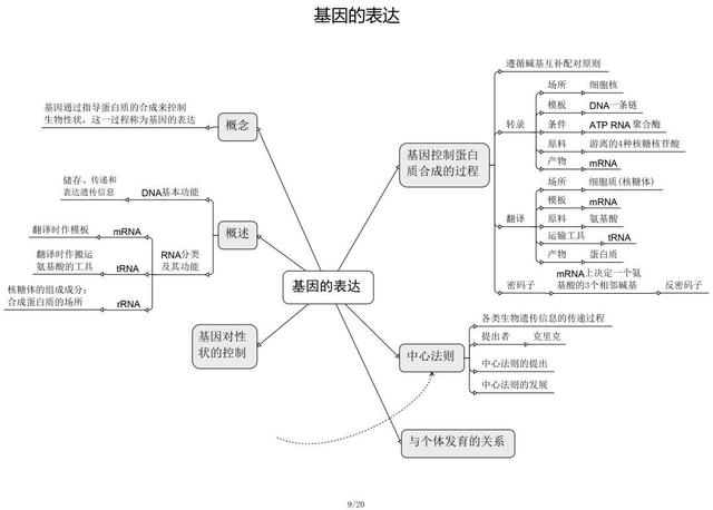 高中生物思维导图 如何学好生物知识 高中生物思维导图 如何学好生物知识