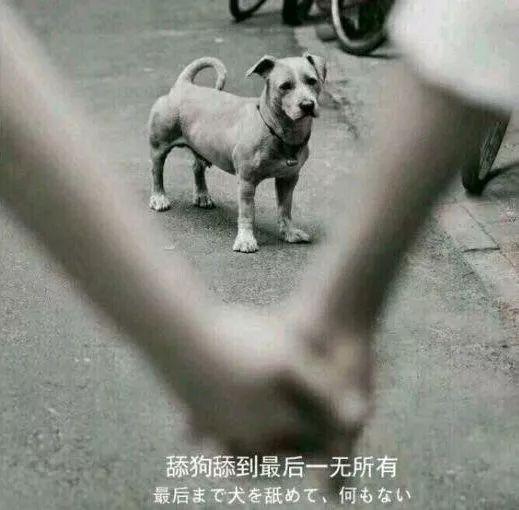 舔狗不得house